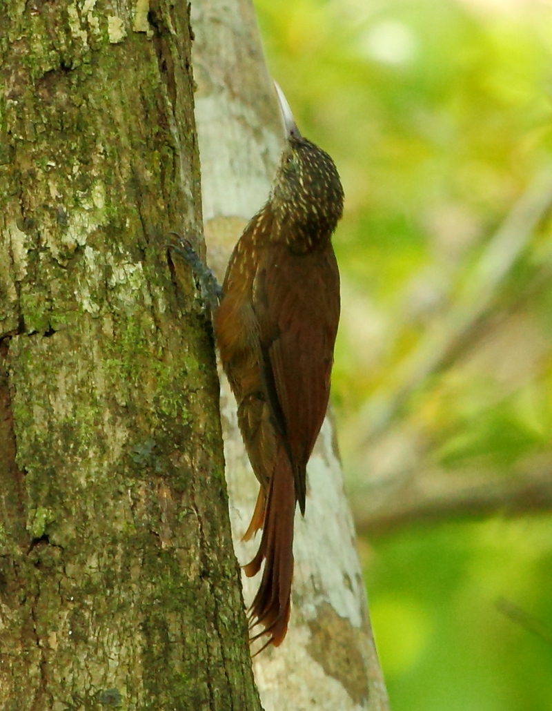 Zimmer's woodcreeper (Dendroplex kienerii); DISPLAY FULL IMAGE.