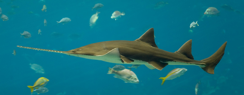 smalltooth sawfish, wide sawfish (Pristis pectinata); DISPLAY FULL IMAGE.