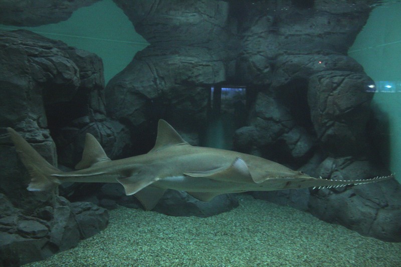 largetooth sawfish, Leichhardt's sawfish, freshwater sawfish (Pristis microdon); DISPLAY FULL IMAGE.
