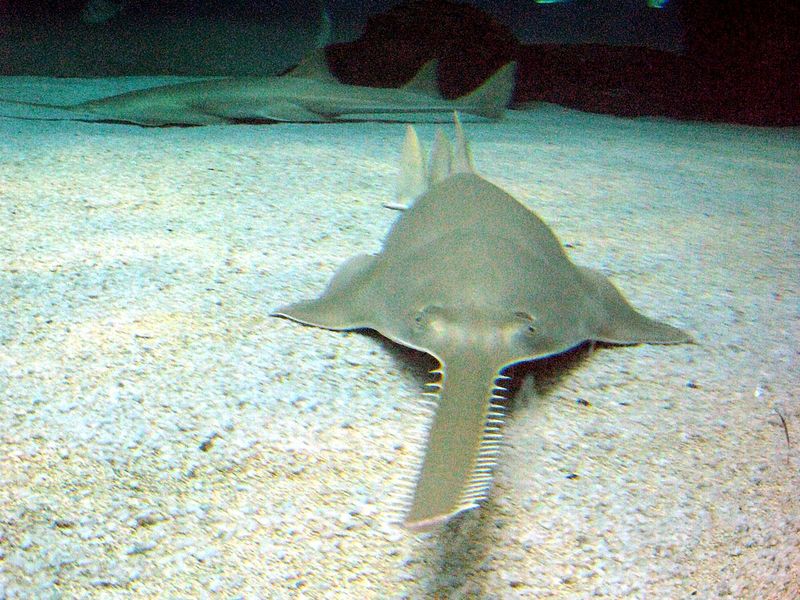 longcomb sawfish, green sawfish (Pristis zijsron); DISPLAY FULL IMAGE.