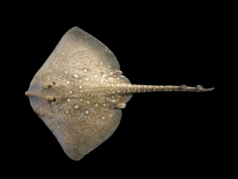 thornback ray, thornback skate (Raja clavata); DISPLAY FULL IMAGE.