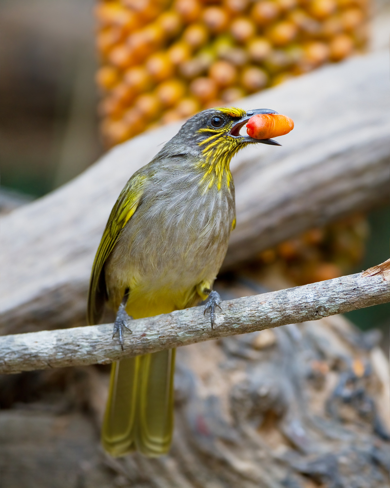 stripe-throated bulbul (Pycnonotus finlaysoni); DISPLAY FULL IMAGE.