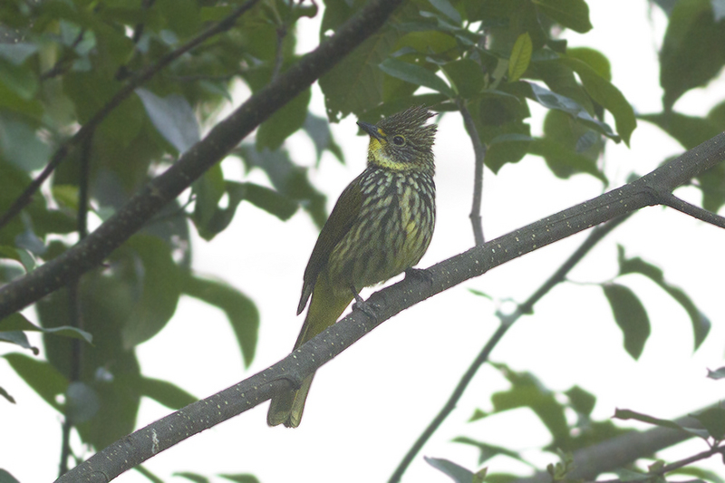 striated bulbul (Pycnonotus striatus); DISPLAY FULL IMAGE.