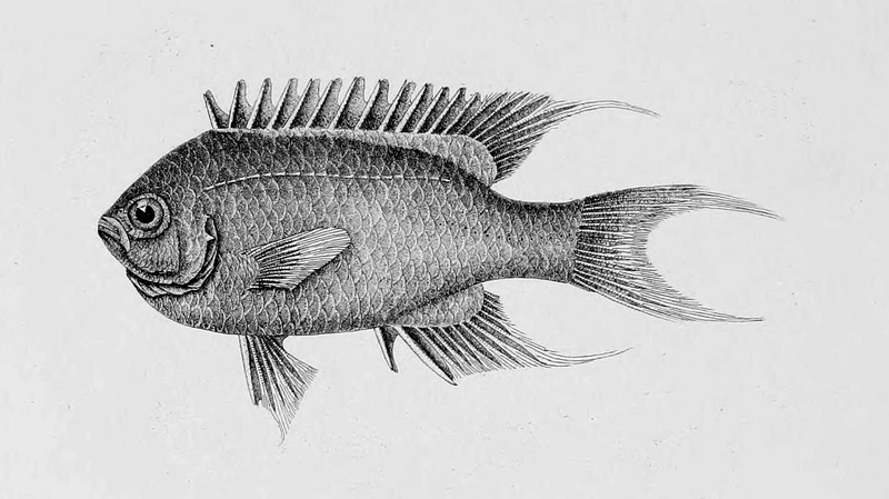 Neopomacentrus taeniurus (freshwater demoiselle); DISPLAY FULL IMAGE.