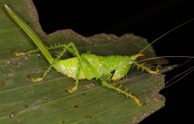 Panacanthus cuspidatus, Spiny devil katydid; DISPLAY FULL IMAGE.