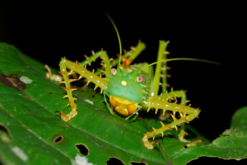 Panacanthus cuspidatus, Spiny devil katydid; DISPLAY FULL IMAGE.