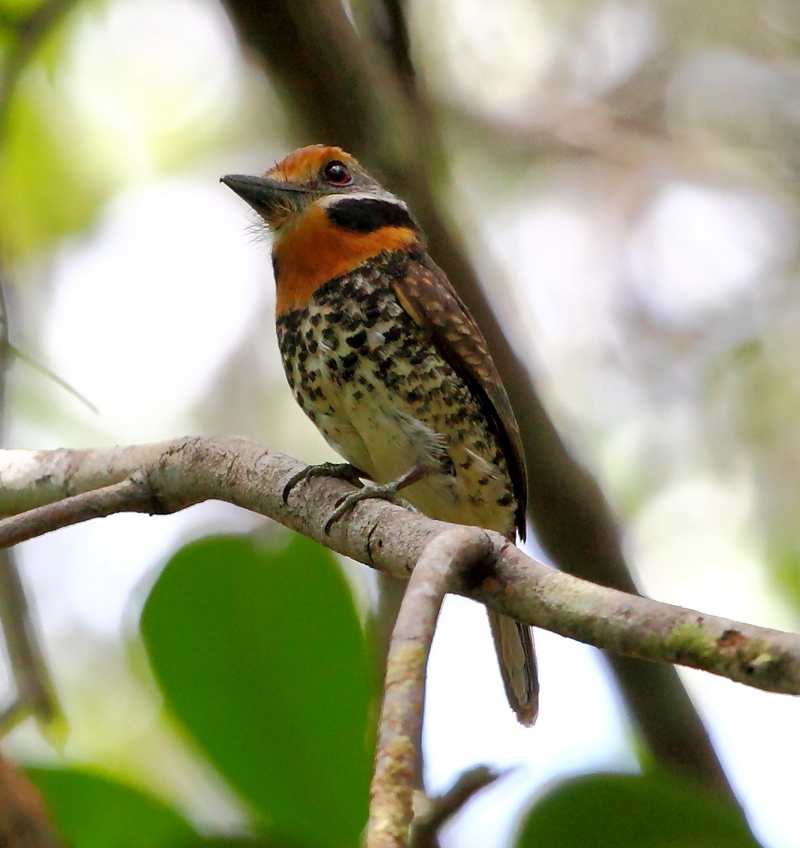 spotted puffbird (Bucco tamatia); DISPLAY FULL IMAGE.