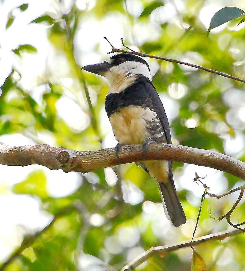 Guianan puffbird (Notharchus macrorhynchos); DISPLAY FULL IMAGE.