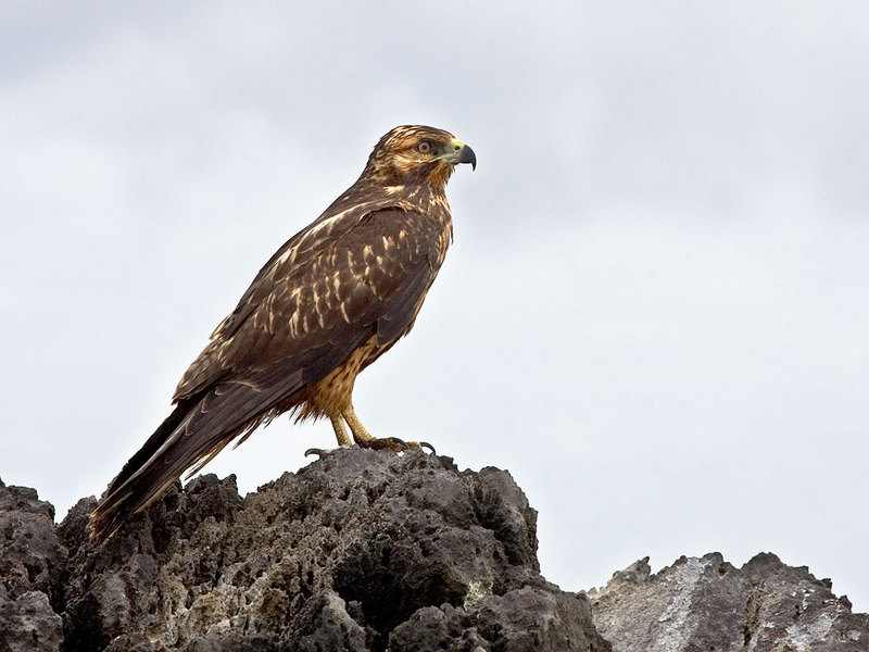 Galápagos hawk, Galapagos hawk (Buteo galapagoensis); DISPLAY FULL IMAGE.