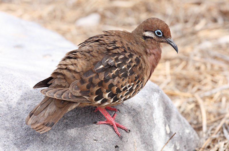 Galápagos dove, Galapagos dove (Zenaida galapagoensis); DISPLAY FULL IMAGE.