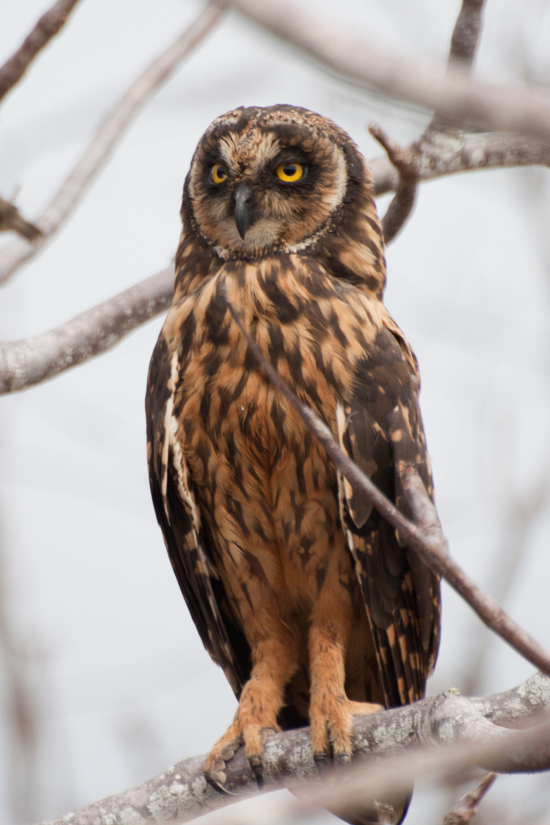 Galápagos short-eared Owl, Galapagos short-eared Owl (Asio flammeus galapagoensis); DISPLAY FULL IMAGE.