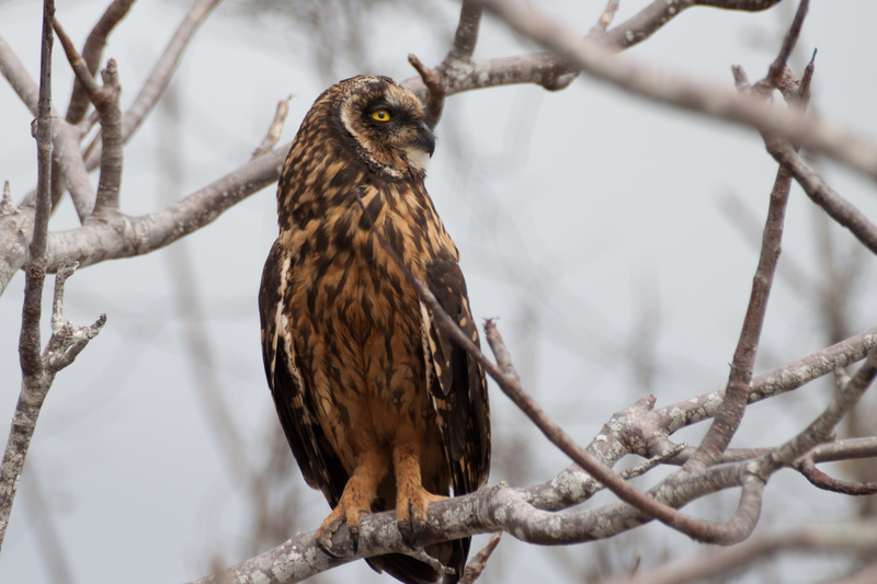 Galápagos short-eared Owl, Galapagos short-eared Owl (Asio flammeus galapagoensis); DISPLAY FULL IMAGE.