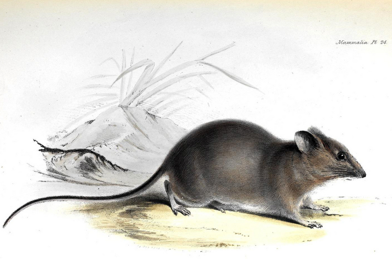 Galápagos rice rat (Aegialomys galapagoensis); DISPLAY FULL IMAGE.