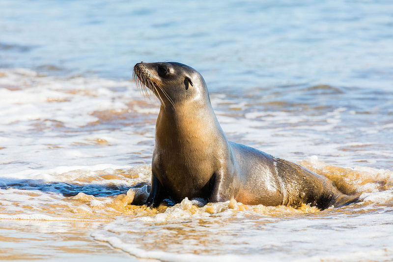 Galápagos sea lion (Zalophus wollebaeki); DISPLAY FULL IMAGE.