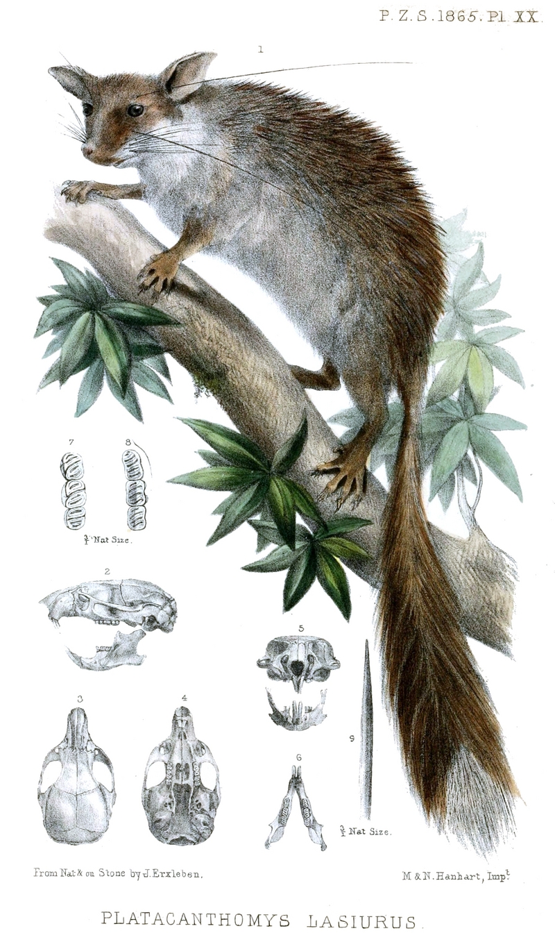 Malabar spiny dormouse (Platacanthomys lasiurus); DISPLAY FULL IMAGE.