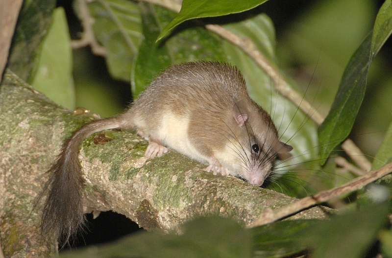 Malabar spiny dormouse (Platacanthomys lasiurus); DISPLAY FULL IMAGE.