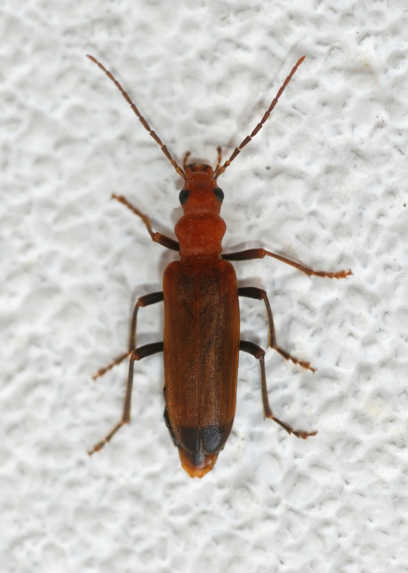 Narcerdes melanura (wharf borer); DISPLAY FULL IMAGE.