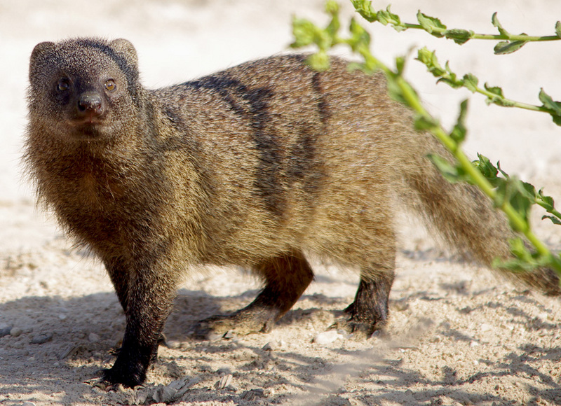 Egyptian mongoose (Herpestes ichneumon); DISPLAY FULL IMAGE.