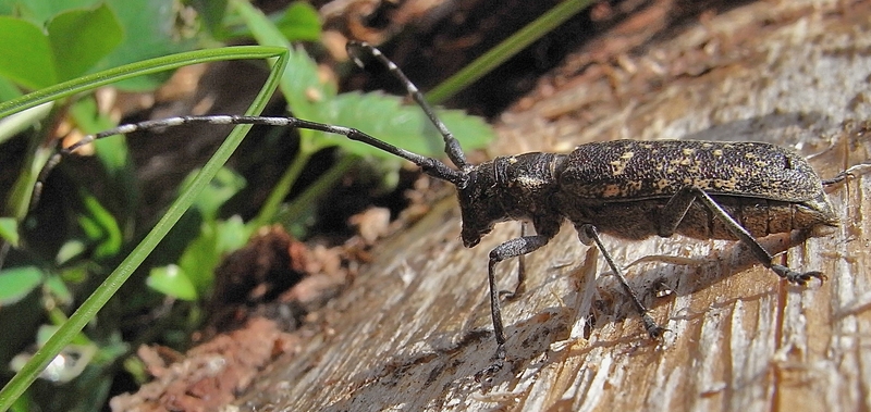 Monochamus sutor (small white-marmorated longicorn); DISPLAY FULL IMAGE.
