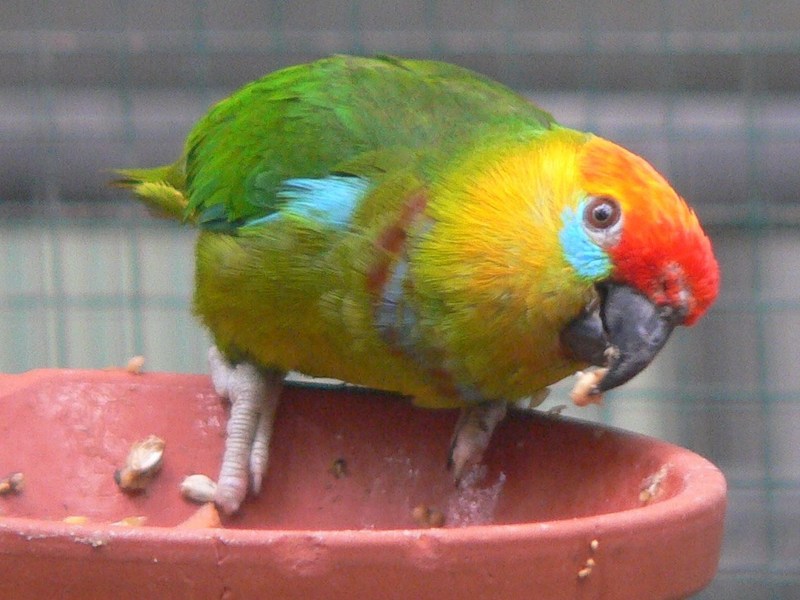 large fig parrot, flame-headed fig parrot (Psittaculirostris desmarestii); DISPLAY FULL IMAGE.