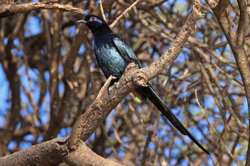 bristle-crowned starling (Onychognathus salvadorii); DISPLAY FULL IMAGE.