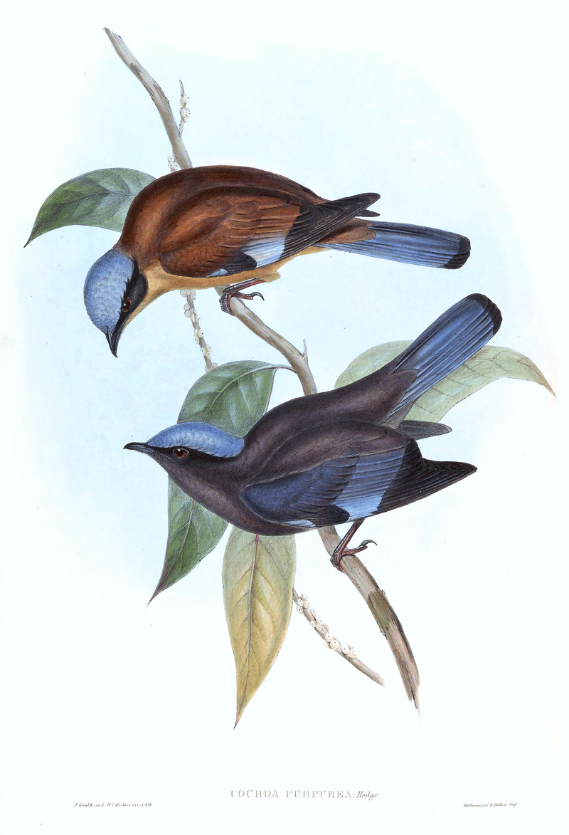 purple cochoa (Cochoa purpurea); DISPLAY FULL IMAGE.
