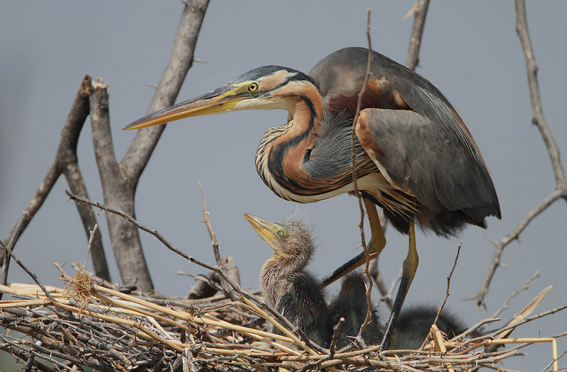 purple heron (Ardea purpurea); DISPLAY FULL IMAGE.