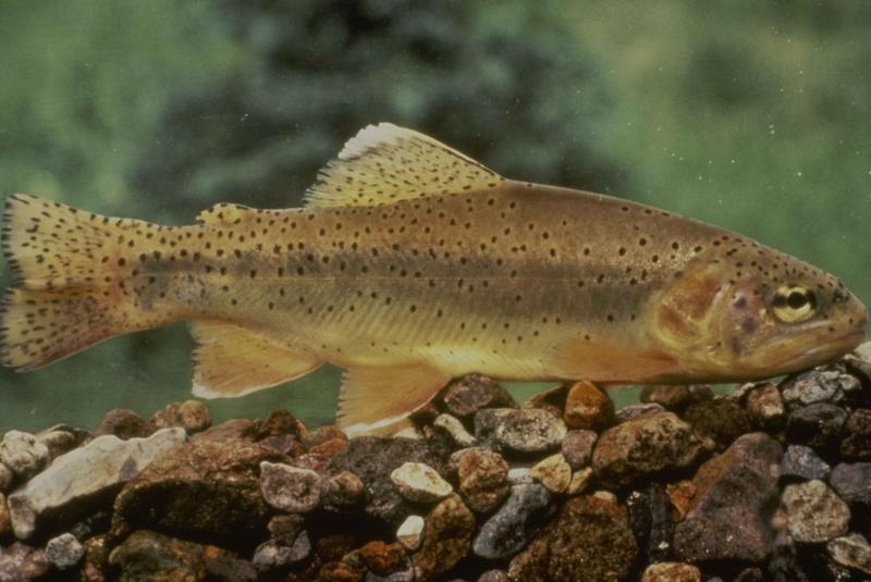 Apache trout (Oncorhynchus apache); DISPLAY FULL IMAGE.