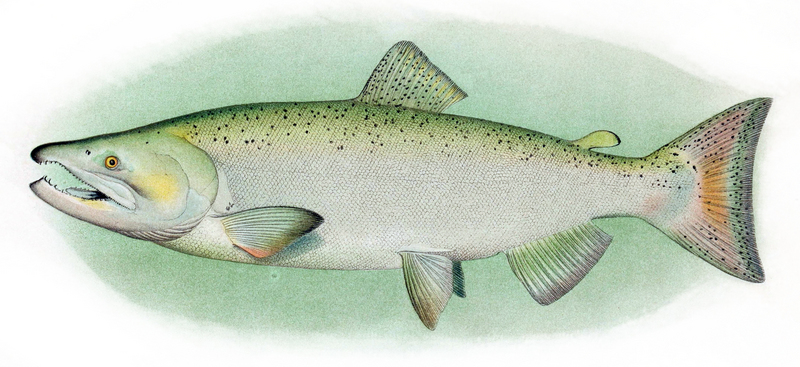 Chinook salmon (Oncorhynchus tshawytscha); DISPLAY FULL IMAGE.