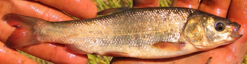 Tui chub, Gila bicolor; DISPLAY FULL IMAGE.