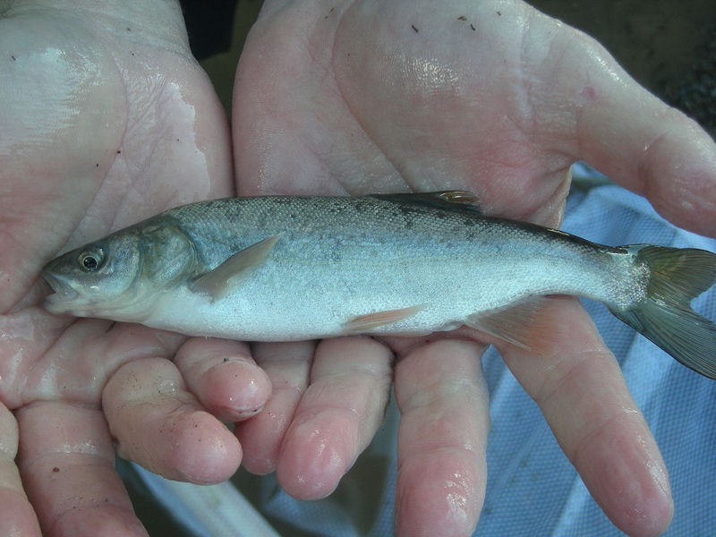 roundtail chub, Gila robusta; DISPLAY FULL IMAGE.