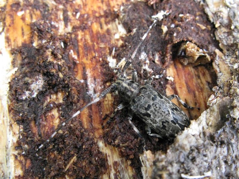 Mesosa longipennis (flat-faced longhorn); DISPLAY FULL IMAGE.