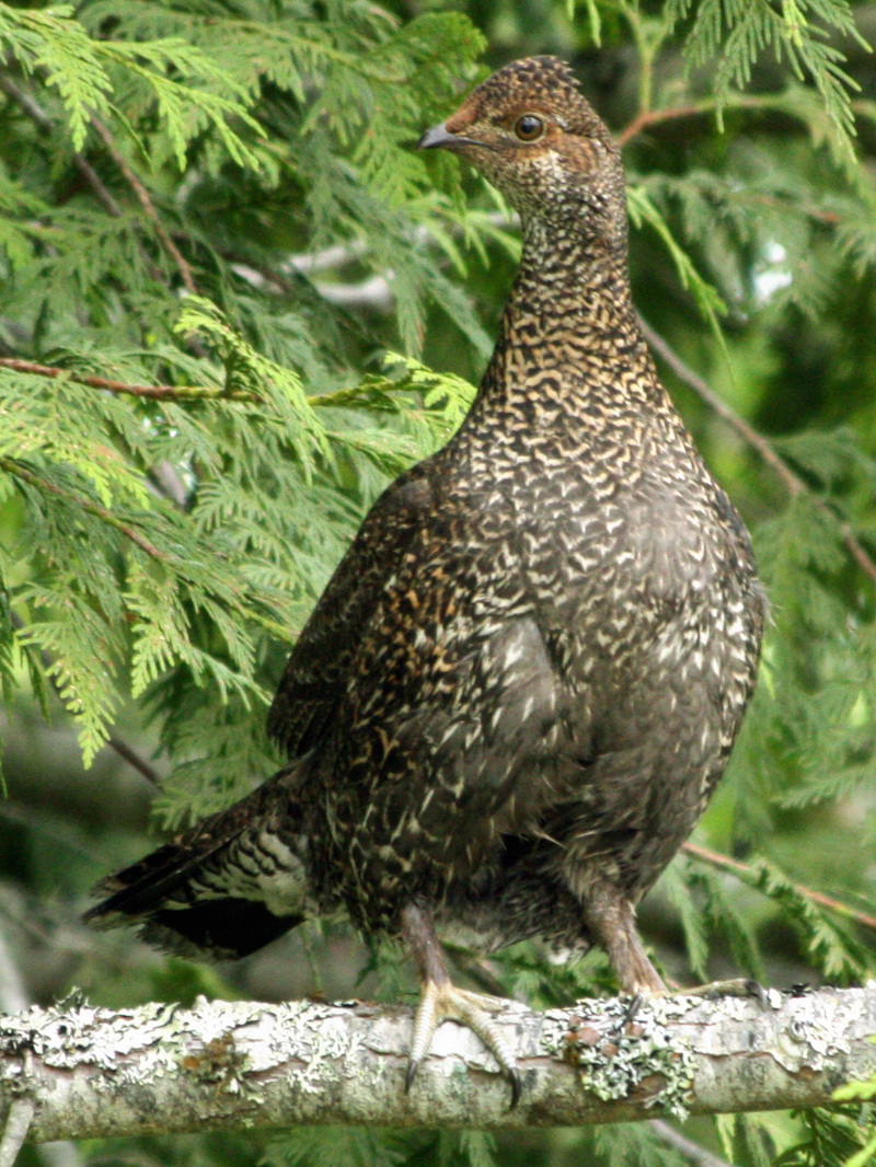 sooty grouse (Dendragapus fuliginosus); DISPLAY FULL IMAGE.