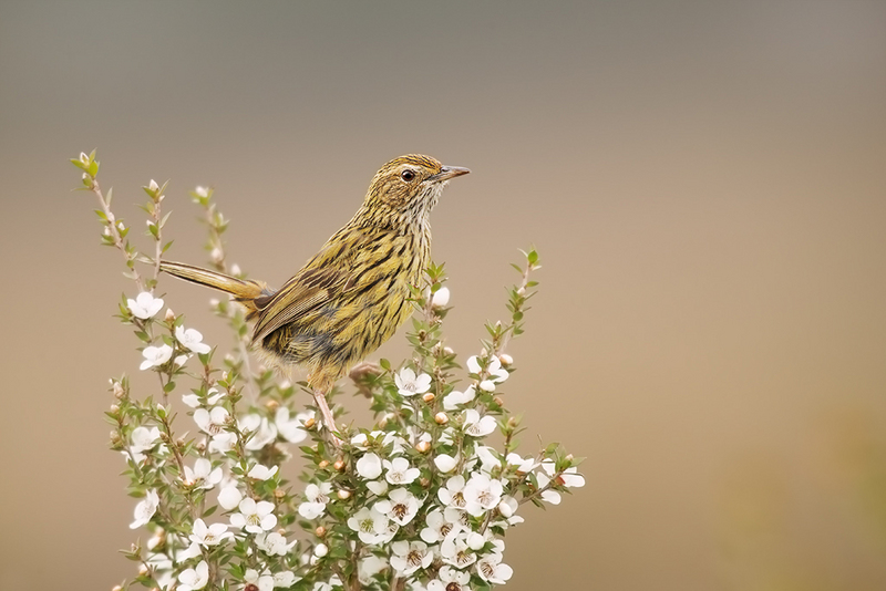 striated fieldwren (Calamanthus fuliginosus); DISPLAY FULL IMAGE.