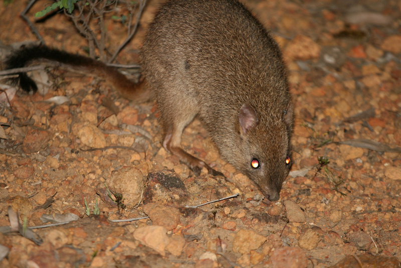 brush-tailed bettong, brush-tailed rat-kangaroo, woylie (Bettongia ogilbyi); DISPLAY FULL IMAGE.