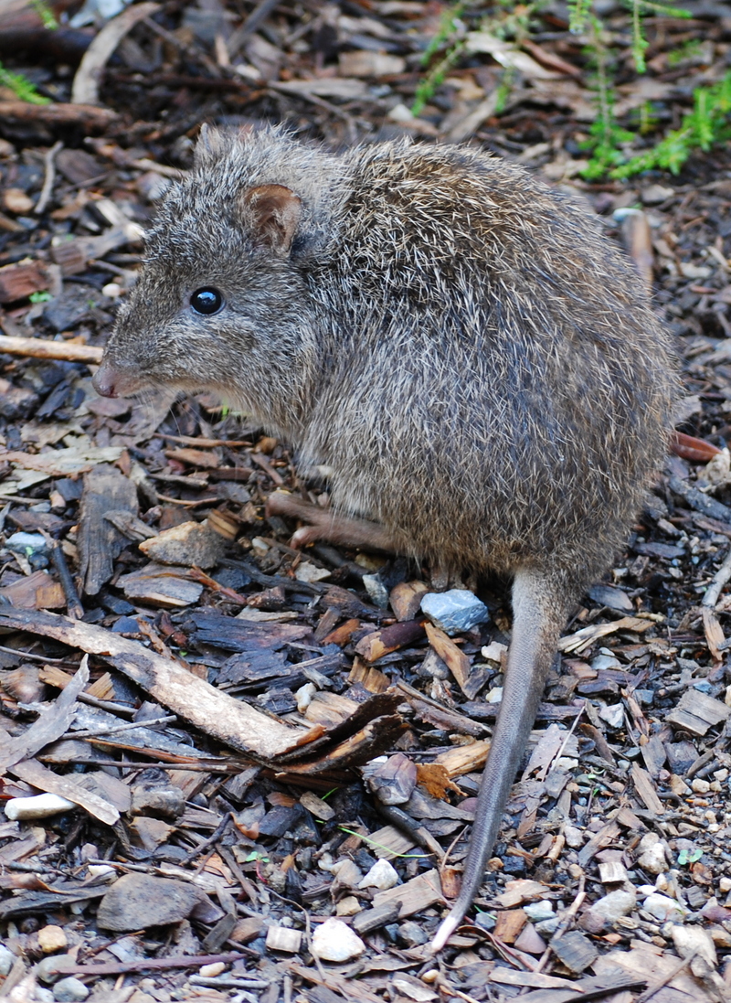 long-nosed potoroo (Potorous tridactylus); DISPLAY FULL IMAGE.