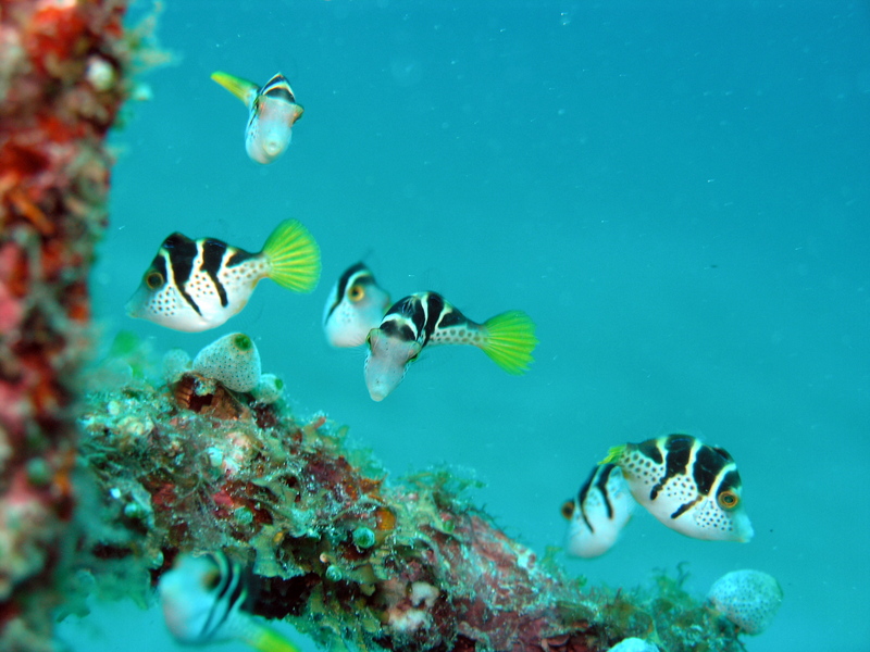 blacksaddle filefish, false puffer (Paraluteres prionurus); DISPLAY FULL IMAGE.