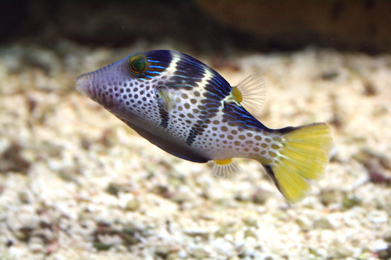 Valentin's sharpnose puffer, black-saddled toby (Canthigaster valentini); DISPLAY FULL IMAGE.