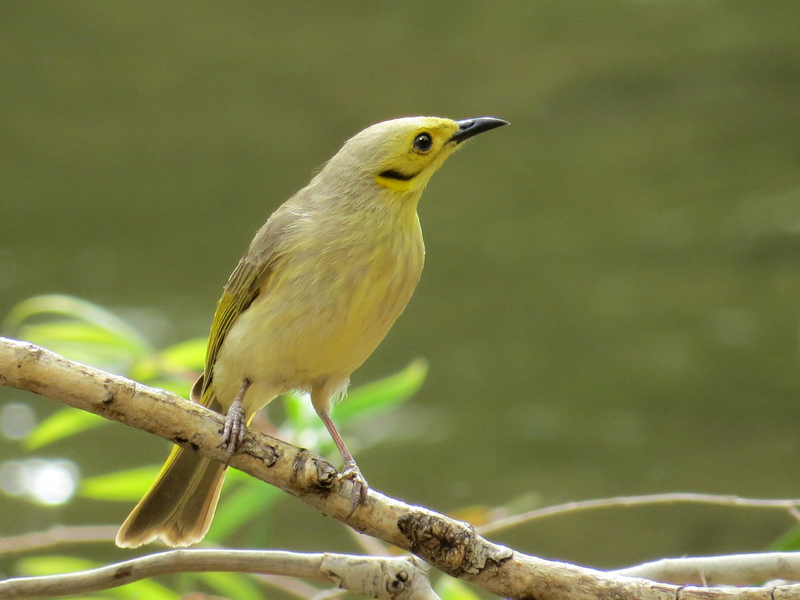 yellow-tinted honeyeater (Ptilotula flavescens); DISPLAY FULL IMAGE.