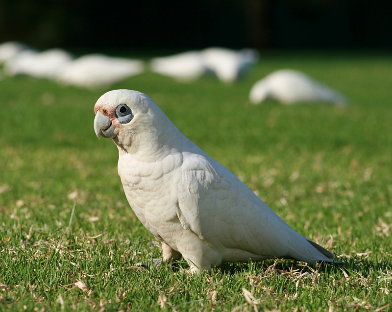 little corella (Cacatua sanguinea); DISPLAY FULL IMAGE.