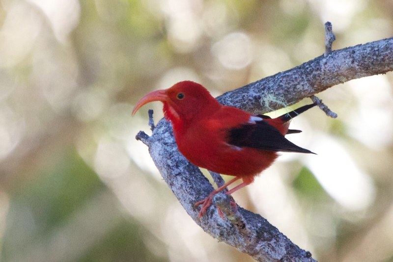 'i'iwi, scarlet honeycreeper (Drepanis coccinea); DISPLAY FULL IMAGE.