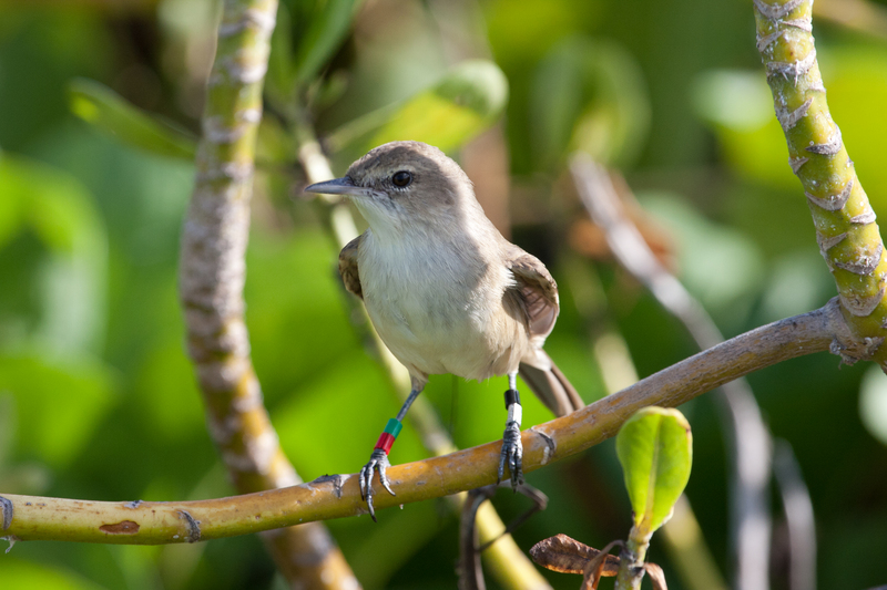 millerbird (Acrocephalus familiaris); DISPLAY FULL IMAGE.