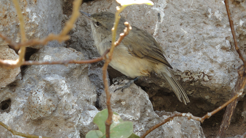 Nihoa millerbird (Acrocephalus familiaris kingi); DISPLAY FULL IMAGE.