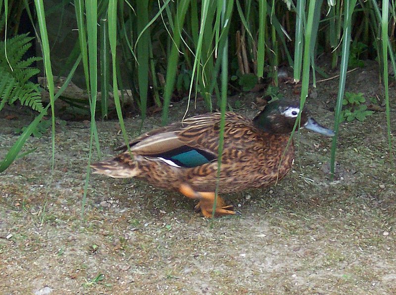 Laysan duck, Laysan teal (Anas laysanensis); DISPLAY FULL IMAGE.