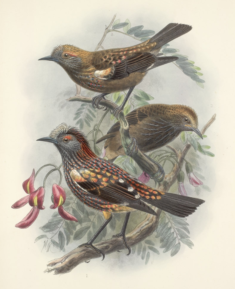 crested honeycreeper, 'akohekohe (Palmeria dolei); DISPLAY FULL IMAGE.