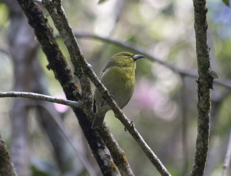 Kaua'i 'amakihi (Chlorodrepanis stejnegeri); DISPLAY FULL IMAGE.