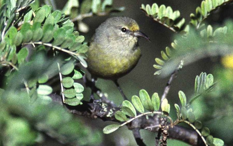 O'ahu 'amakihi (Chlorodrepanis flava); DISPLAY FULL IMAGE.