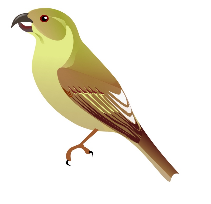Lana'i hookbill (Dysmorodrepanis munroi); DISPLAY FULL IMAGE.