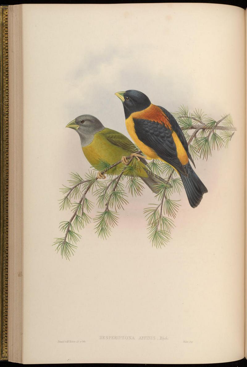 collared grosbeak (Mycerobas affinis); DISPLAY FULL IMAGE.