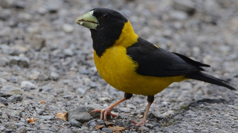 black-and-yellow grosbeak (Mycerobas icterioides); DISPLAY FULL IMAGE.